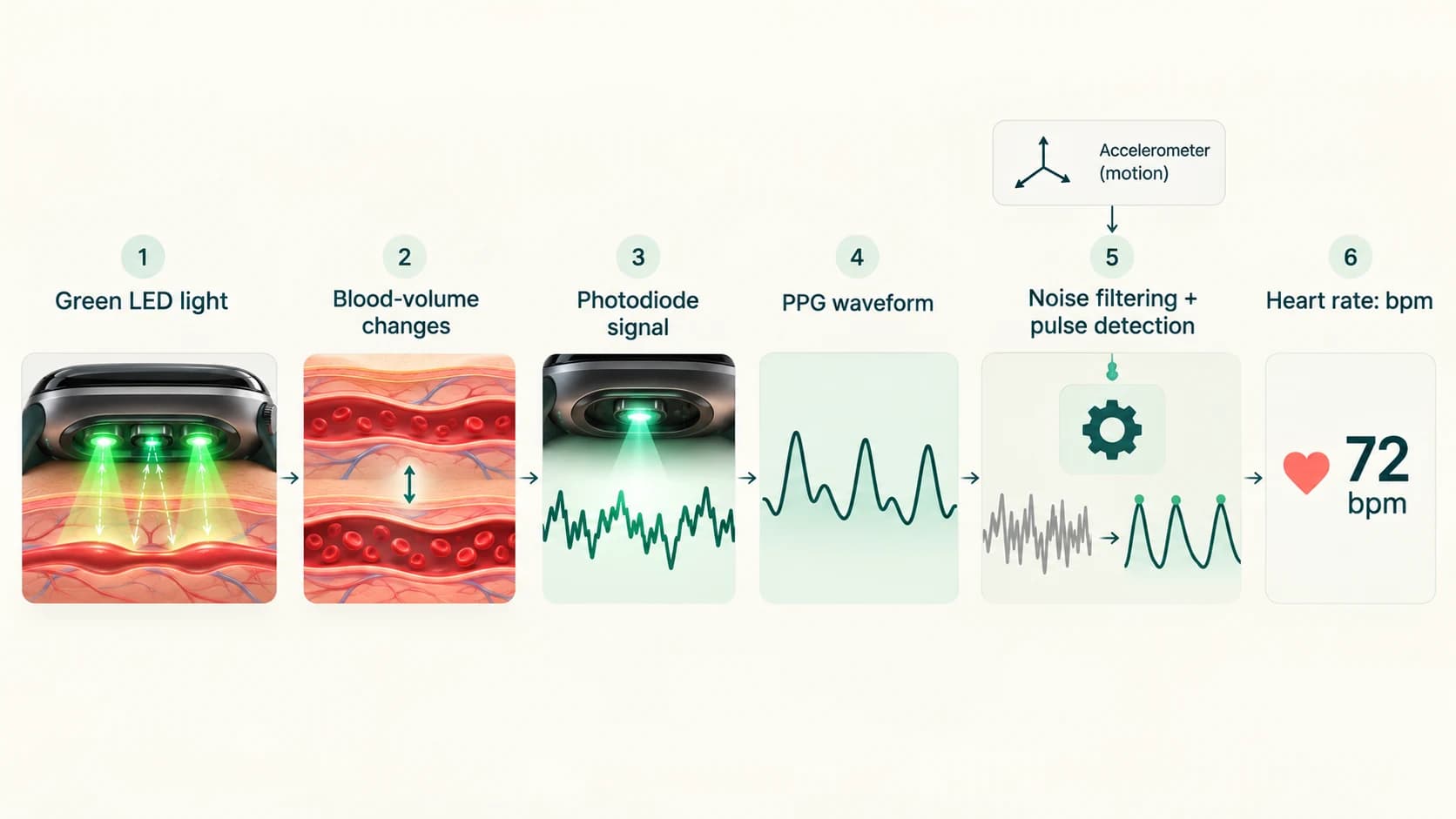 Smartwatch heart-rate processing pipeline from green LED measurement through PPG signal filtering to beats per minute
